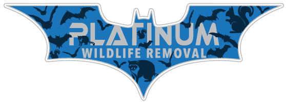 Sanilac County Wildlife Removal